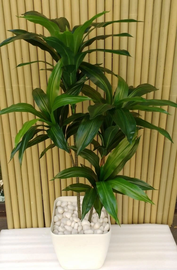 Dracaena - 100cm Set of 2
